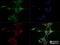Family With Sequence Similarity 8 Member A1 antibody, NBP2-47125, Novus Biologicals, Immunofluorescence image 