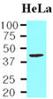 TAR DNA Binding Protein antibody, GTX57560, GeneTex, Western Blot image 