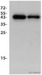 POU Class 4 Homeobox 1 antibody, ab81213, Abcam, Western Blot image 