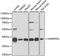 Heterogeneous Nuclear Ribonucleoprotein D Like antibody, 13-773, ProSci, Western Blot image 