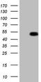 p53 antibody, TA805354S, Origene, Western Blot image 