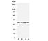 Podoplanin antibody, R30481, NSJ Bioreagents, Western Blot image 