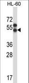 Apelin Receptor antibody, LS-C156413, Lifespan Biosciences, Western Blot image 