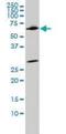 WD Repeat Domain 20 antibody, orb89803, Biorbyt, Western Blot image 