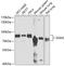 DGK-alpha antibody, 22-536, ProSci, Western Blot image 