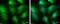 Tripartite Motif Containing 25 antibody, GTX116209, GeneTex, Immunofluorescence image 