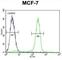 Otopetrin 3 antibody, abx026499, Abbexa, Western Blot image 