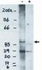 Sphingosine-1-Phosphate Receptor 4 antibody, PA1-12568, Invitrogen Antibodies, Western Blot image 