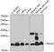 Ribosomal Protein S24 antibody, A05730, Boster Biological Technology, Western Blot image 