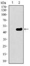 Tubulin Beta 2A Class IIa antibody, NBP2-37376, Novus Biologicals, Western Blot image 