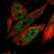 Cleavage And Polyadenylation Specific Factor 2 antibody, NBP1-82910, Novus Biologicals, Immunofluorescence image 