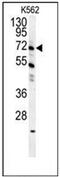 Growth Arrest Specific 2 Like 1 antibody, AP51782PU-N, Origene, Western Blot image 