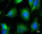 SH3 Domain Containing GRB2 Like, Endophilin B1 antibody, NBP1-31130, Novus Biologicals, Immunofluorescence image 