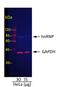 IgG-heavy and light chain antibody, A90-317D2, Bethyl Labs, Western Blot image 