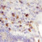 Neuropilin 1 antibody, AF3870, R&D Systems, Immunohistochemistry paraffin image 