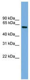 Kruppel Like Factor 11 antibody, TA329622, Origene, Western Blot image 