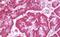 Uracil-DNA glycosylase antibody, MBS248221, MyBioSource, Immunohistochemistry paraffin image 