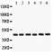 CD25 antibody, LS-C312901, Lifespan Biosciences, Western Blot image 