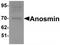 Anosmin 1 antibody, TA319670, Origene, Western Blot image 