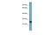 Mitochondrial Ribosomal Protein L48 antibody, PA5-44624, Invitrogen Antibodies, Western Blot image 