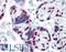 Heterogeneous Nuclear Ribonucleoprotein M antibody, LS-B4384, Lifespan Biosciences, Immunohistochemistry frozen image 