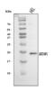 Adenylate Cyclase Activating Polypeptide 1 antibody, A01711-1, Boster Biological Technology, Western Blot image 