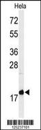 Membrane Magnesium Transporter 1 antibody, MBS9210549, MyBioSource, Western Blot image 