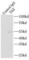 Tafazzin antibody, FNab08508, FineTest, Immunoprecipitation image 