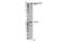Erb-B2 Receptor Tyrosine Kinase 3 antibody, 14525S, Cell Signaling Technology, Western Blot image 