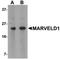 Putative MARVEL domain-containing protein 1 antibody, orb75316, Biorbyt, Western Blot image 