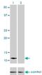 Acylphosphatase 2 antibody, H00000098-M06, Novus Biologicals, Western Blot image 