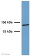 Leucine Rich Repeat Containing G Protein-Coupled Receptor 5 antibody, ab75732, Abcam, Western Blot image 