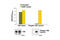 Neurotrophic Receptor Tyrosine Kinase 2 antibody, 7111S, Cell Signaling Technology, Enzyme Linked Immunosorbent Assay image 