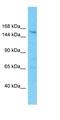 PPIP5K1 antibody, orb327211, Biorbyt, Western Blot image 