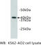 Ceramide Synthase 2 antibody, MBS355148, MyBioSource, Western Blot image 