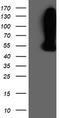 WD Repeat Domain 4 antibody, LS-C337538, Lifespan Biosciences, Western Blot image 