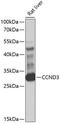 Cyclin D3 antibody, 13-830, ProSci, Western Blot image 