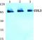 Cullin 3 antibody, A00747-1, Boster Biological Technology, Western Blot image 