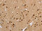 Potassium Voltage-Gated Channel Modifier Subfamily G Member 4 antibody, CSB-PA155172, Cusabio, Immunohistochemistry frozen image 