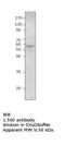 Septin 8 antibody, MBS540315, MyBioSource, Western Blot image 