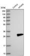 Microfibril Associated Protein 5 antibody, NBP1-82803, Novus Biologicals, Western Blot image 