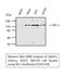 Insulin Receptor Substrate 1 antibody, STJ93769, St John