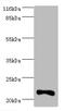 Interferon Alpha 10 antibody, A54990-100, Epigentek, Western Blot image 