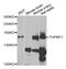 DNA Topoisomerase II Binding Protein 1 antibody, PA5-76824, Invitrogen Antibodies, Western Blot image 