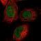 Kelch Repeat And BTB Domain Containing 4 antibody, PA5-58108, Invitrogen Antibodies, Immunofluorescence image 