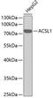 Acyl-CoA Synthetase Long Chain Family Member 1 antibody, 13-365, ProSci, Western Blot image 