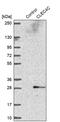 C-Type Lectin Domain Family 4 Member C antibody, PA5-56145, Invitrogen Antibodies, Western Blot image 