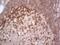 Microcephalin 1 antibody, NBP2-45775, Novus Biologicals, Immunohistochemistry paraffin image 