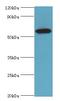 Syntaxin Binding Protein 4 antibody, LS-C377897, Lifespan Biosciences, Western Blot image 