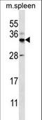 Forkhead Box I2 antibody, LS-C166227, Lifespan Biosciences, Western Blot image 